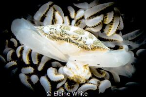 Porcelain Soft Coral Crab, Lembeth by Elaine White 